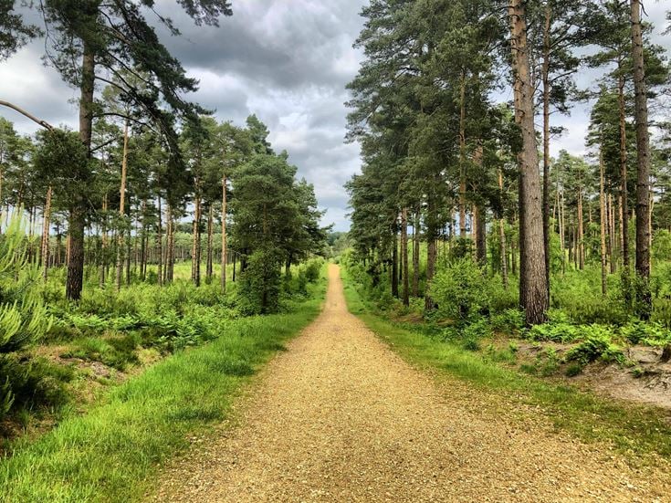 a dirt road in a forest
