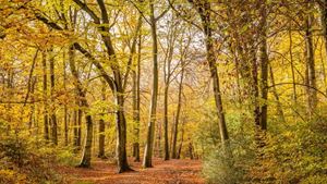 Autumnal woodlands at Burnham Beeches near Farnham Common, Buckinghamshire.