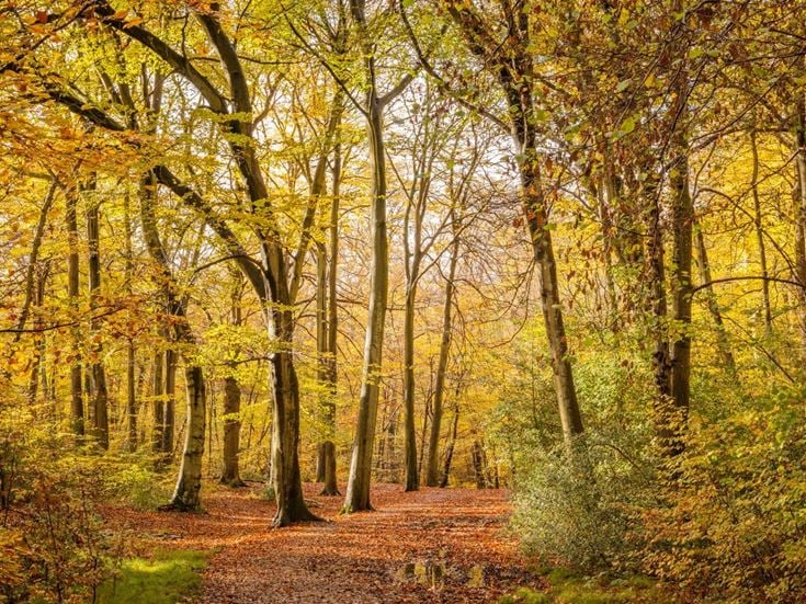 Autumnal woodlands at Burnham Beeches near Farnham Common, Buckinghamshire.