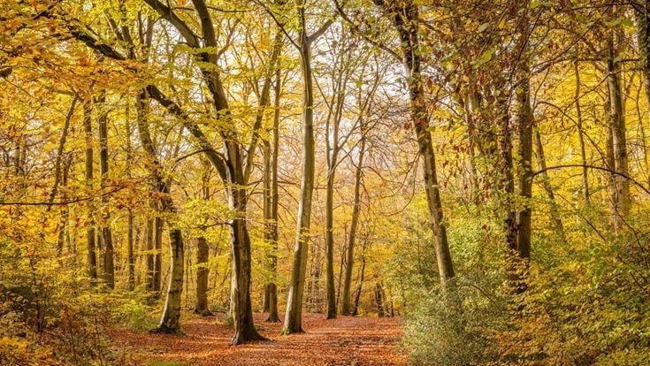 Autumnal woodlands at Burnham Beeches near Farnham Common, Buckinghamshire.