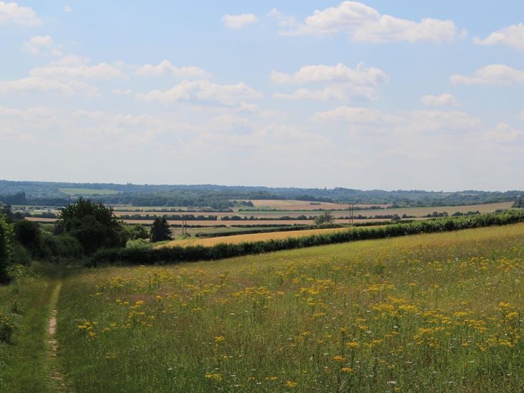 a field of yellow flowers