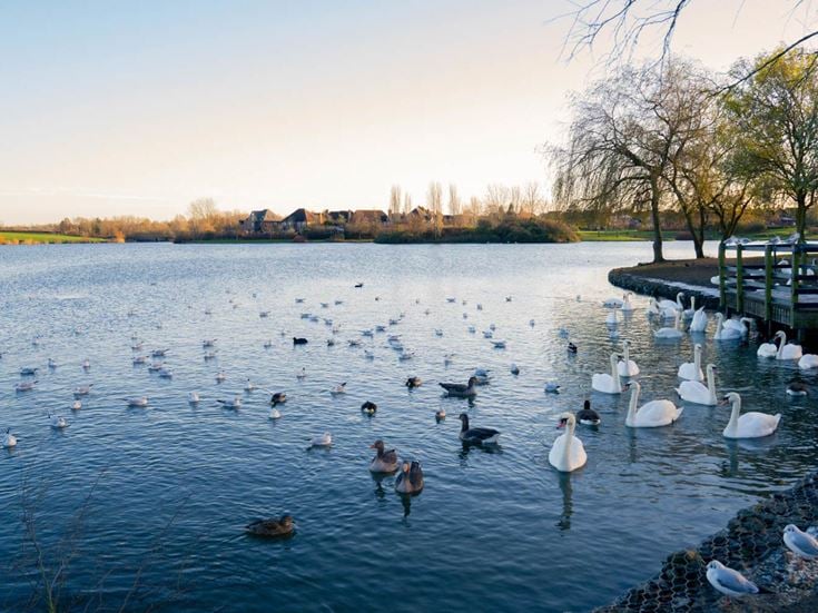a group of swans in a lake