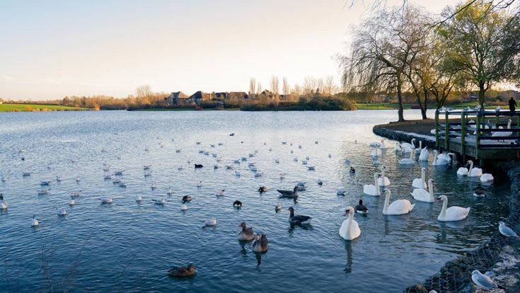 a group of swans in a lake