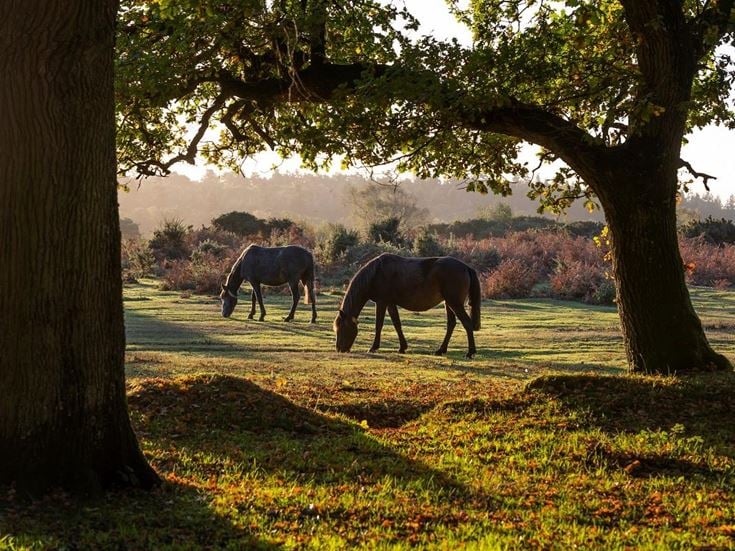 Wild horses in the New Forest in Hampshire