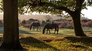 Wild horses in the New Forest in Hampshire