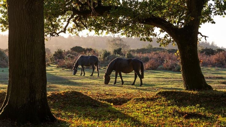 Wild horses in the New Forest in Hampshire