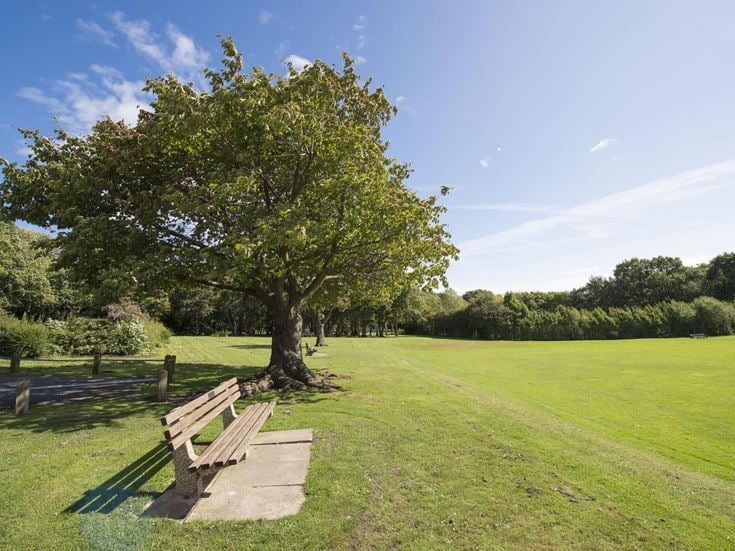 a tree in a park