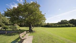 a tree in a park