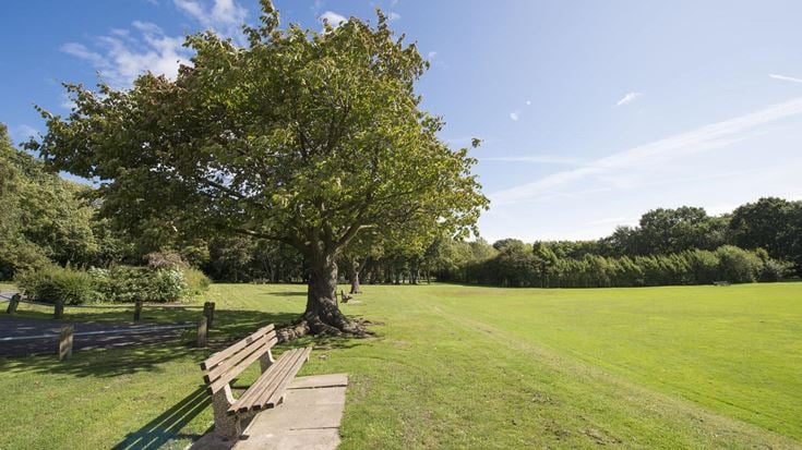 a tree in a park