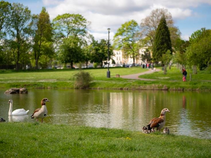 a group of geese in a pond
