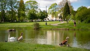 a group of geese in a pond