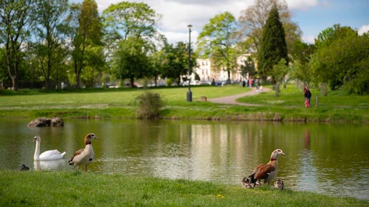 a group of geese in a pond