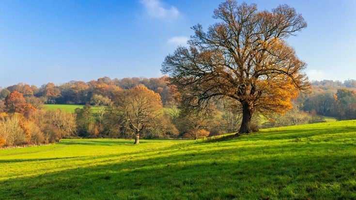 a large green field with trees