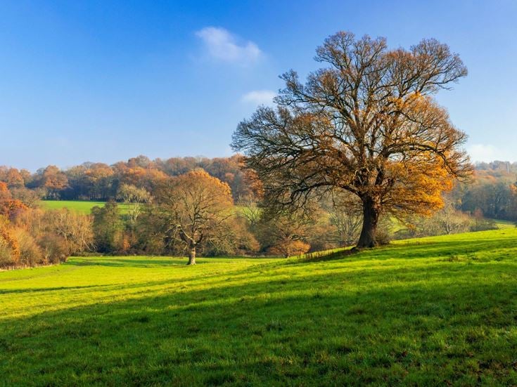a large green field with trees