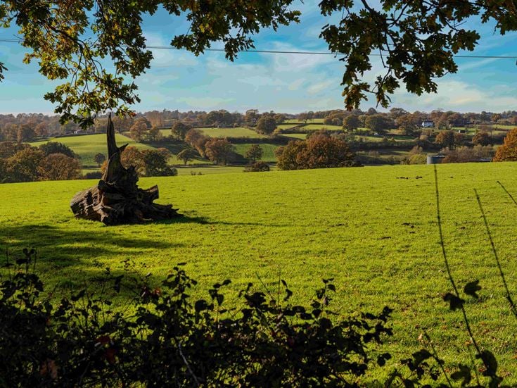 a field of green grass
