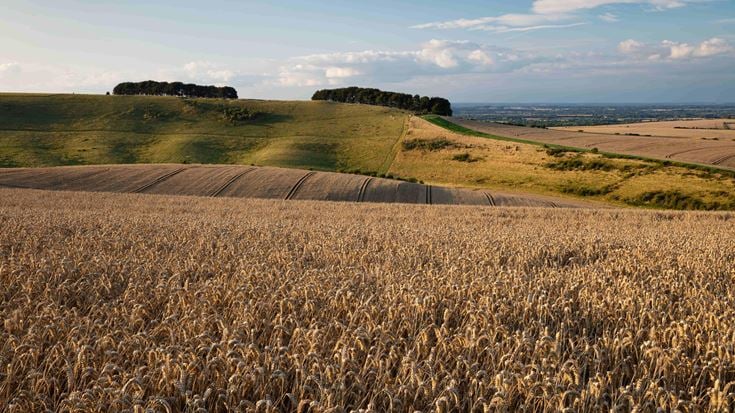 a field of crops