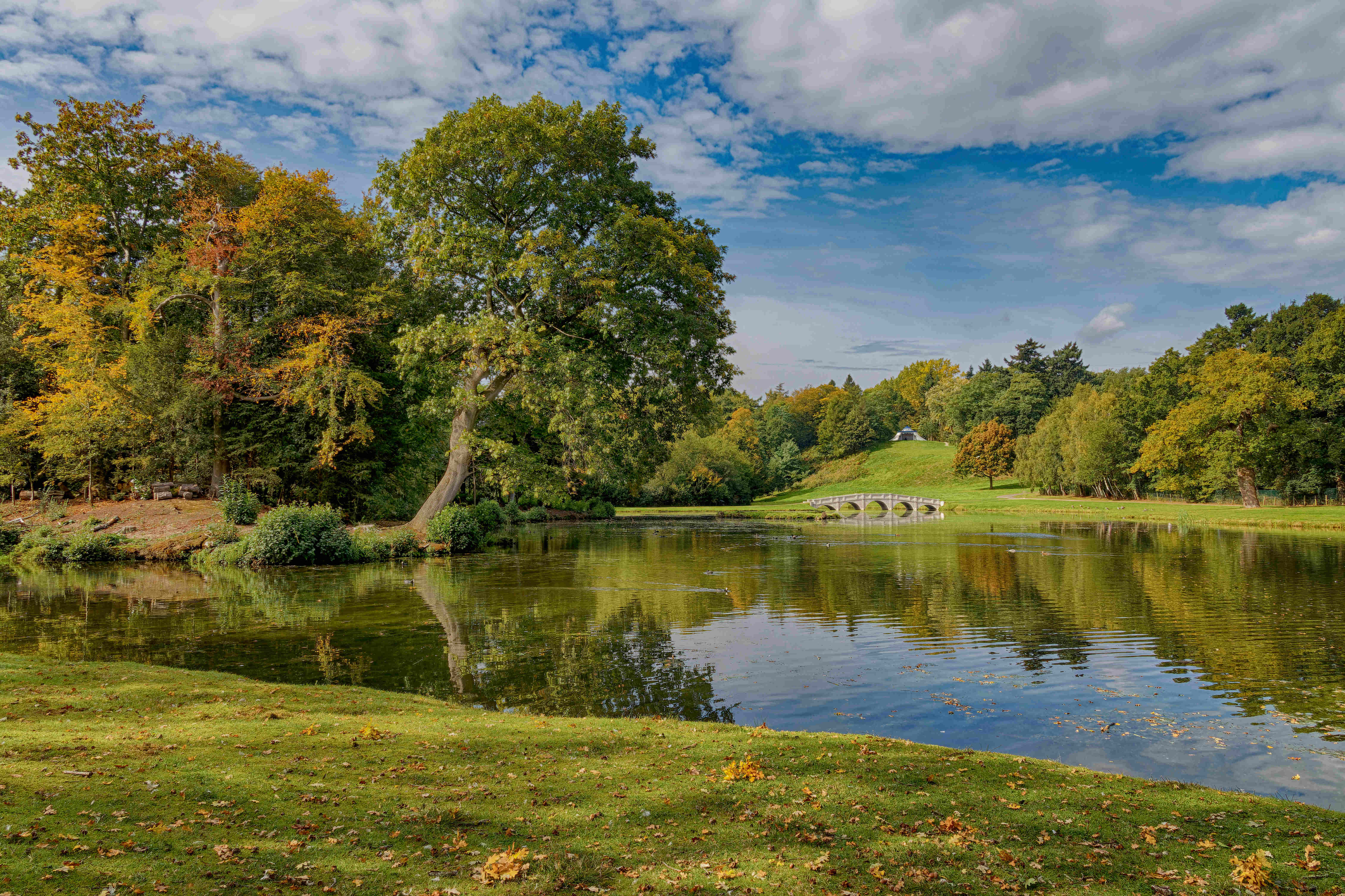 a pond surrounded by trees