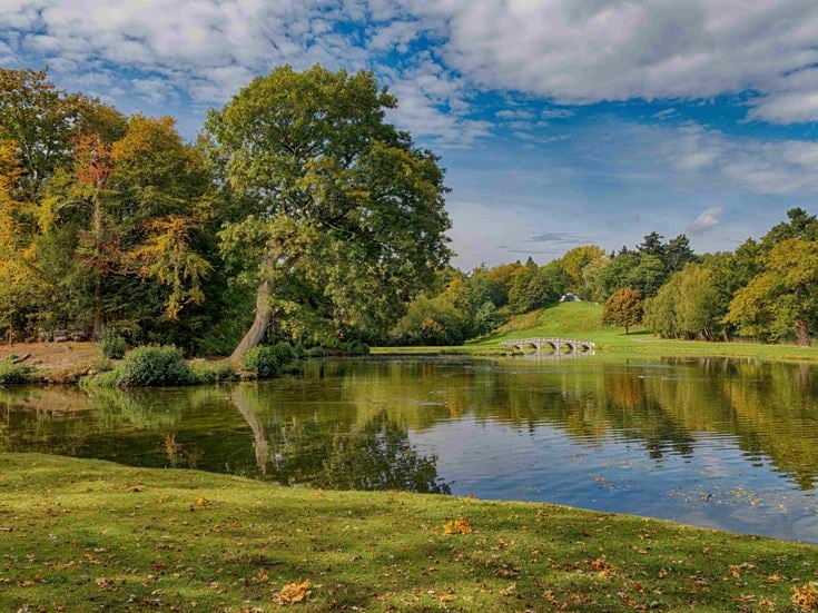 a pond surrounded by trees