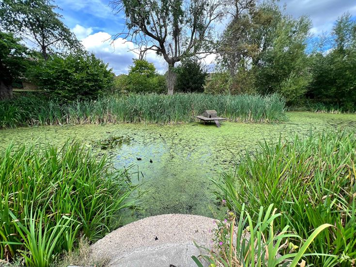a pond with plants and trees around it