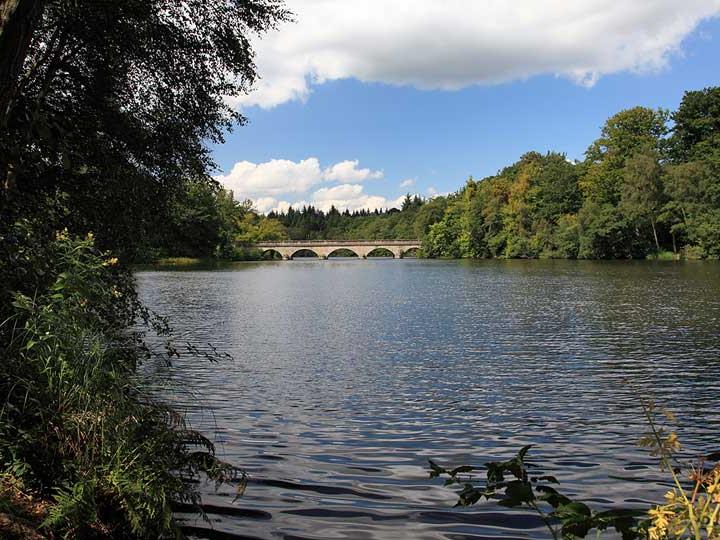a body of water with trees around it