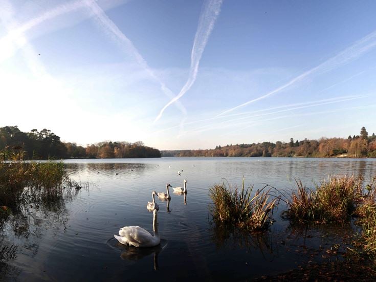 a group of swans in a lake