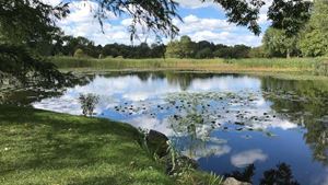 A lake surrounded by green trees, with lily pads in the centre.