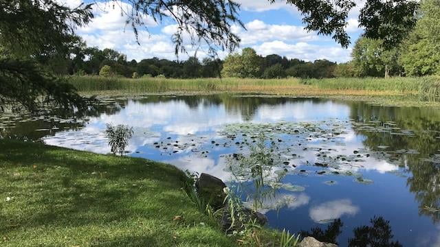 A lake surrounded by green trees, with lily pads in the centre.