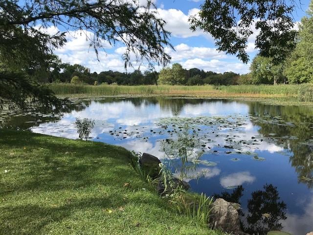 A lake surrounded by green trees, with lily pads in the centre.