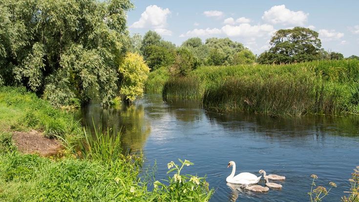 The town of Wimborne, Dorset is close to many wild-life rich riverbanks.  
