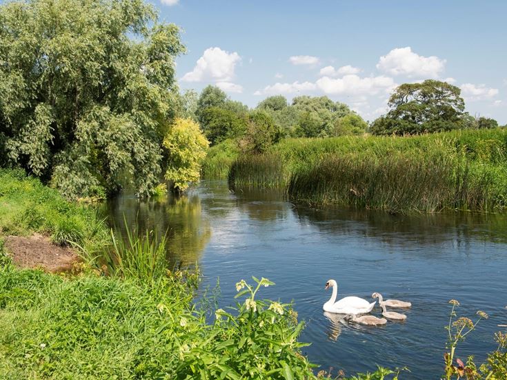 The town of Wimborne, Dorset is close to many wild-life rich riverbanks.  