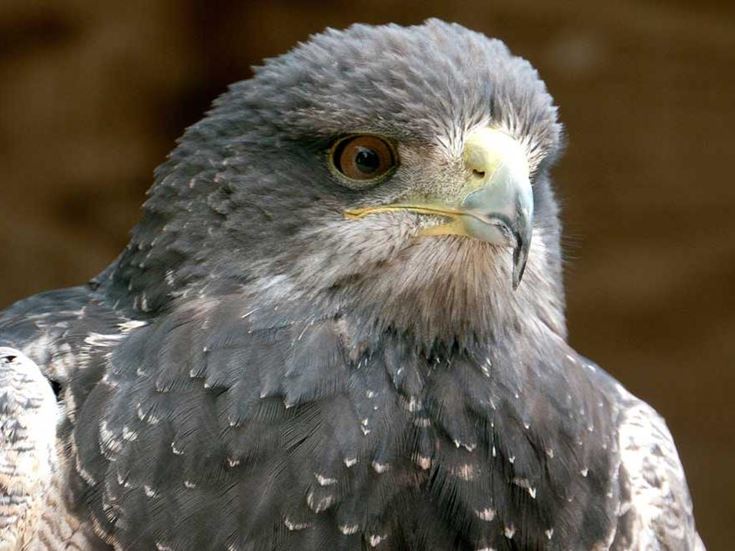 The International Centre for Birds of Prey, Gloucester