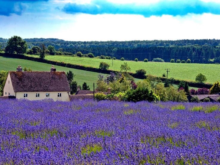 a house in a field of flowers