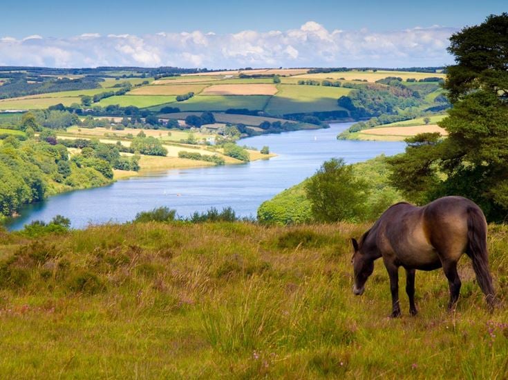 A pony grazing on a hillside overlooking Wimbleball Lake in Exmoor National Park, Somerset.