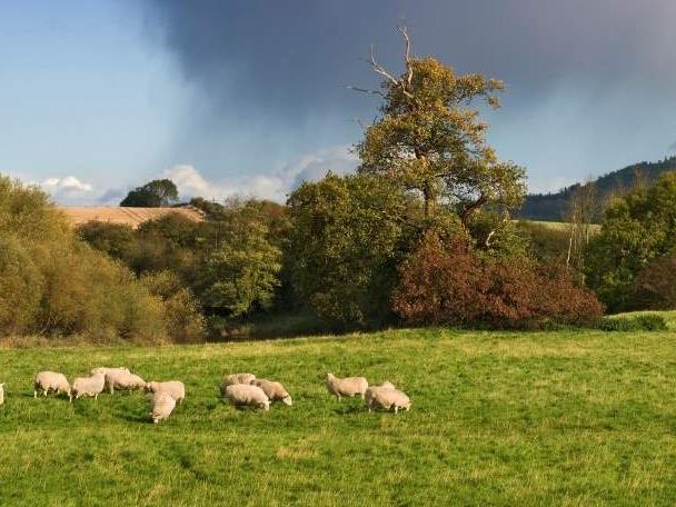 Sheep grazing in a field.