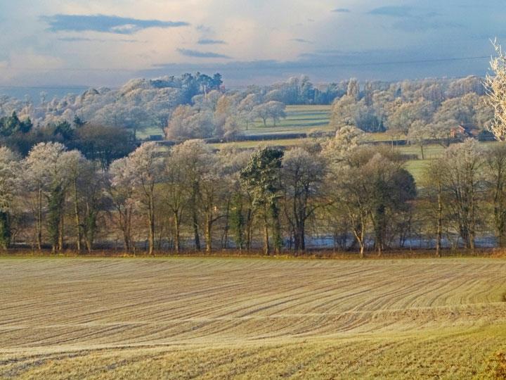 a field with trees and grass
