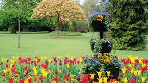 Tulips and other flower arrangements in a park in Edgbaston.