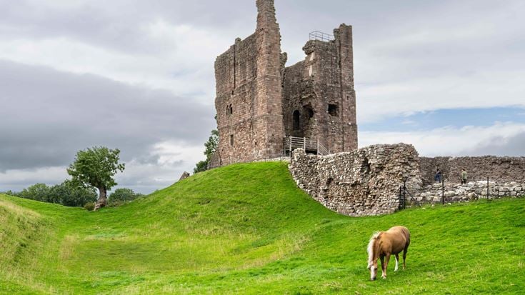 a cow grazing on a hill