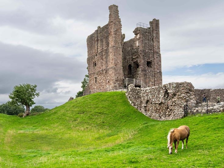 a cow grazing on a hill