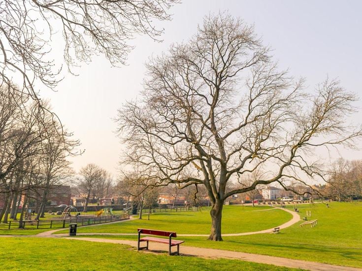 a park with benches and a tree