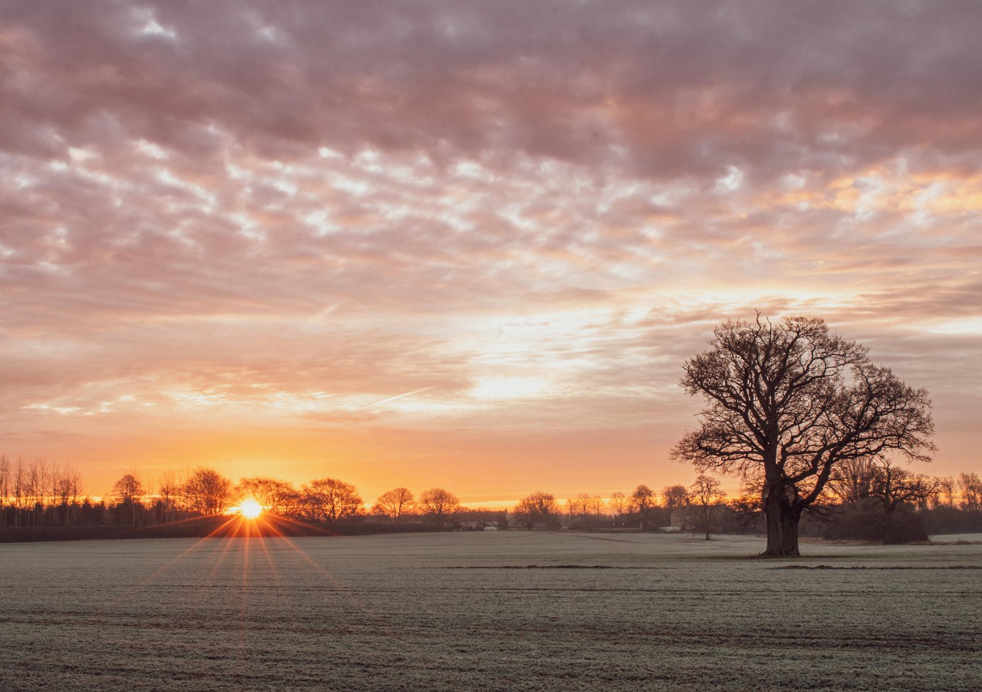 a tree in a field