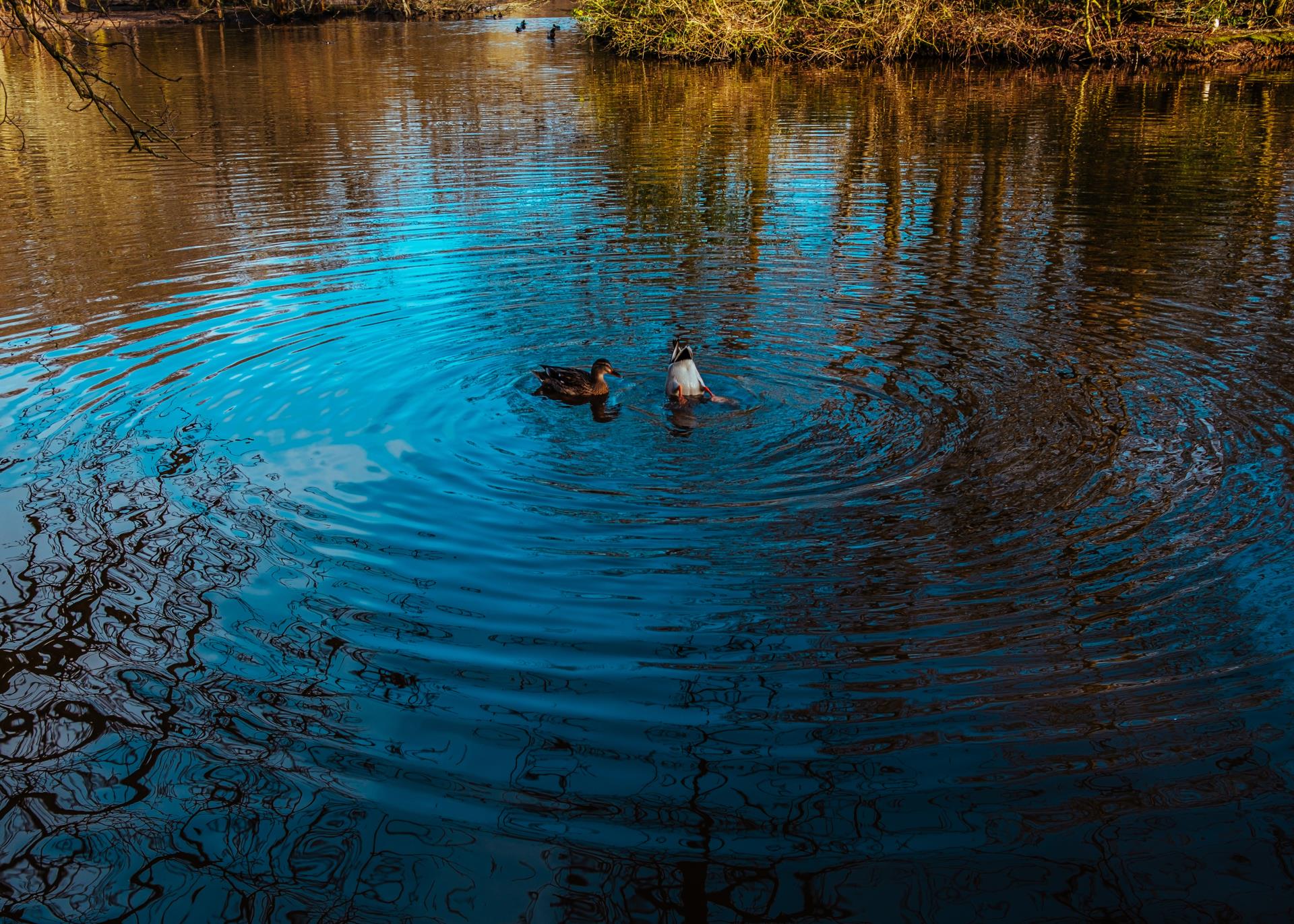 a group of ducks swimming in a pond