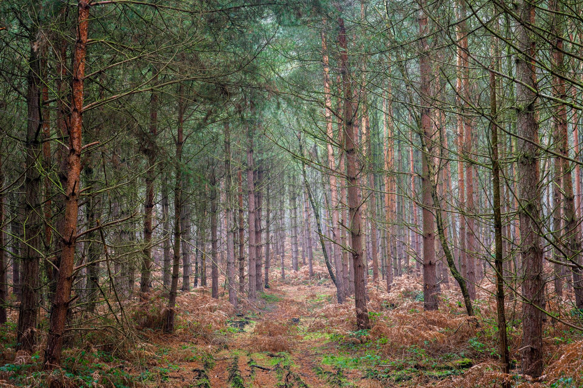 a forest with trees