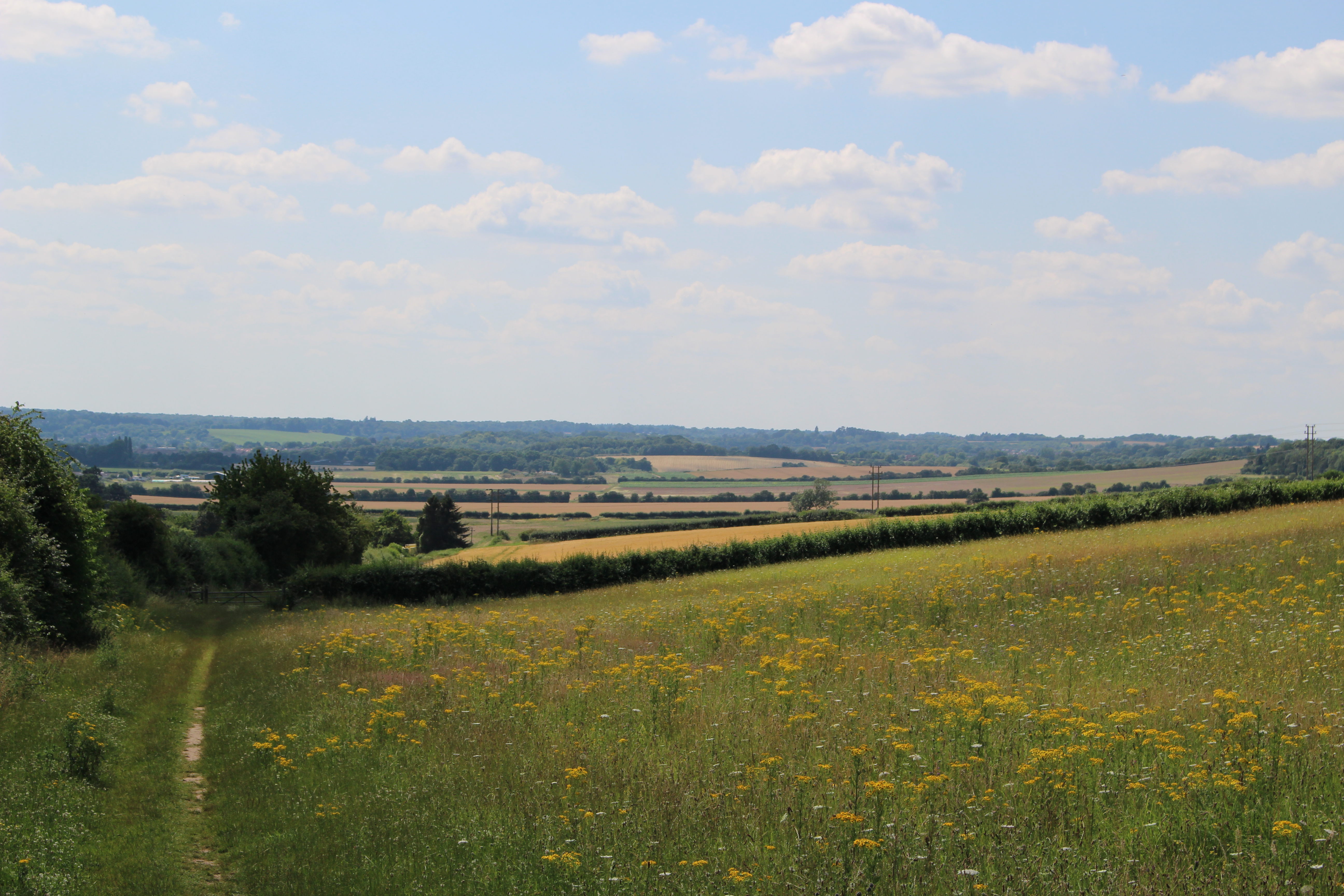 a field of yellow flowers