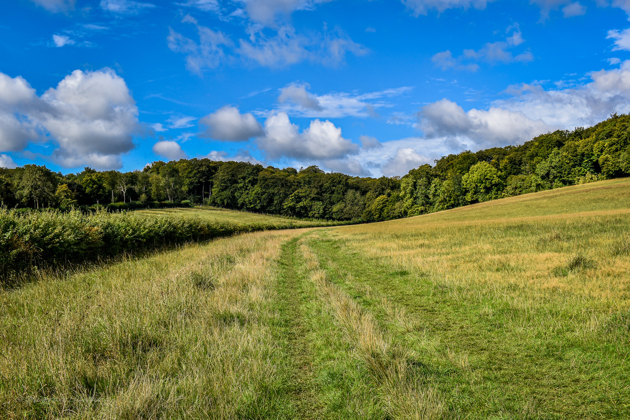 a grassy field with trees in the background