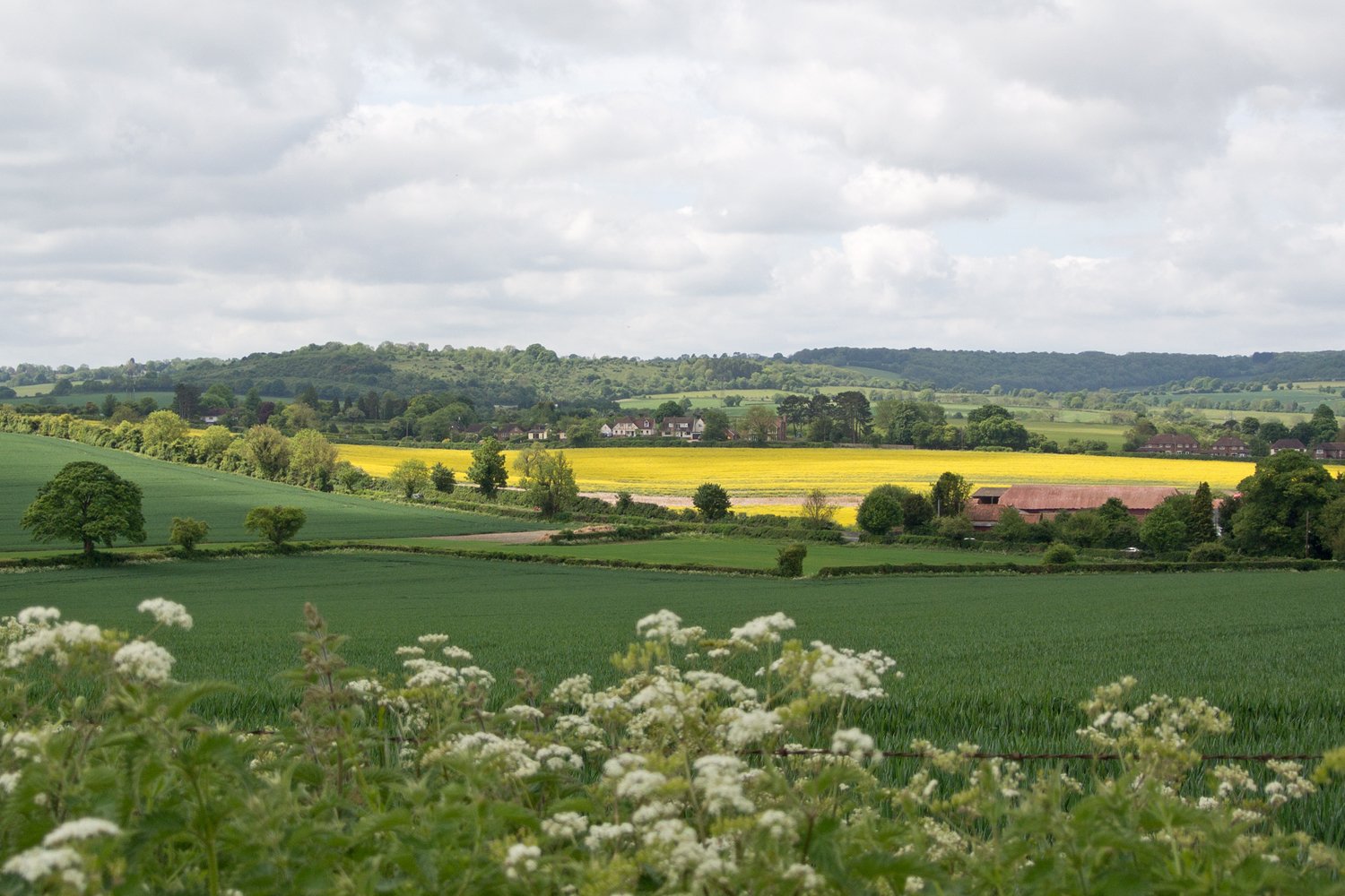 a field of flowers