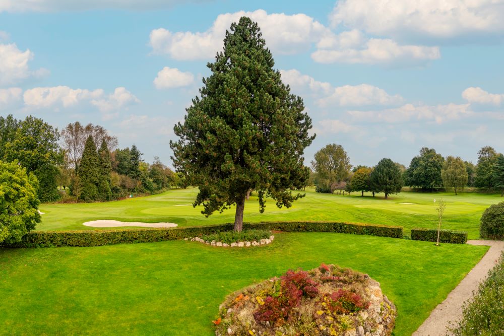 a large green landscape with a tree and a path