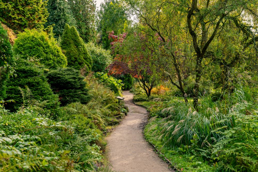 a dirt path through a forest
