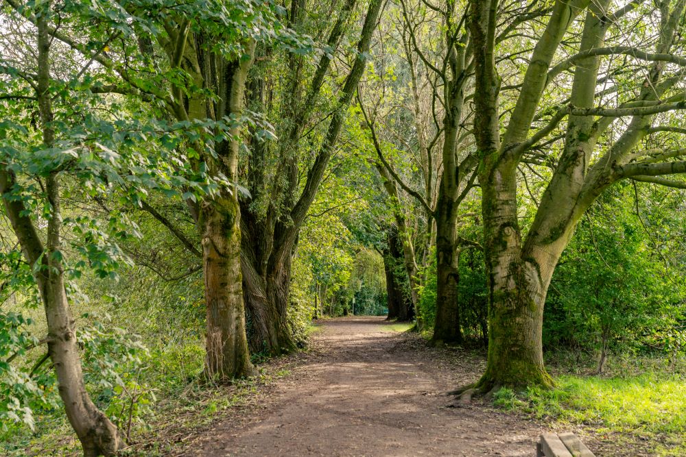 a dirt road in a forest