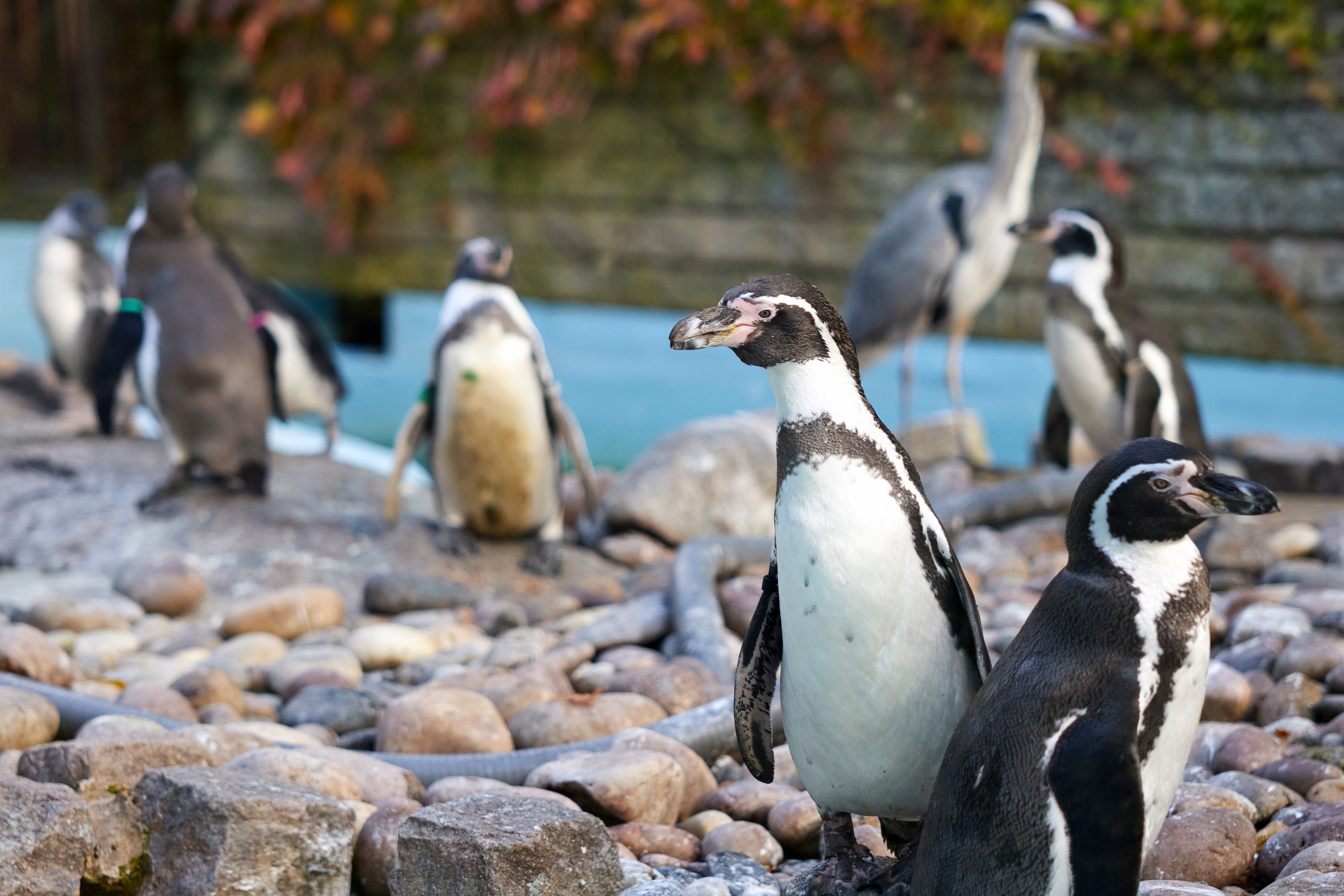 a group of penguins on a rocky surface