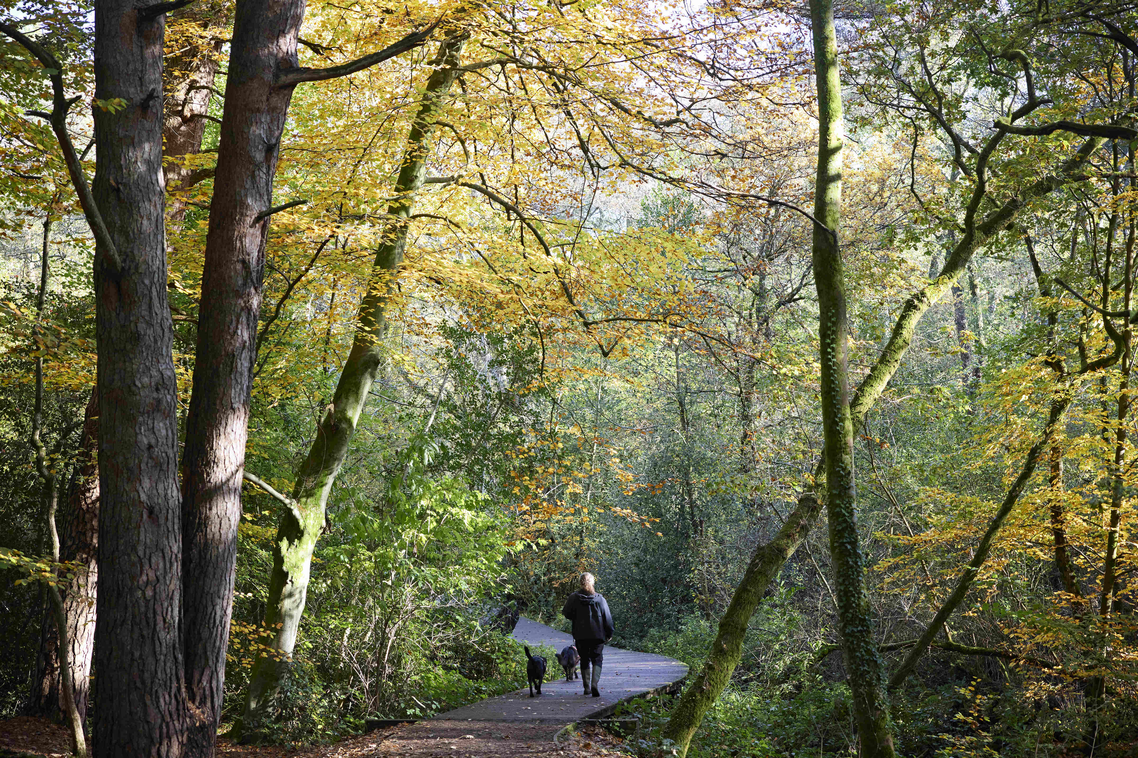 Bordon Inclosure Dog Walker